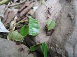 Amazonia Leaf Cutter Ants - Ecuador, January 2006