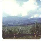 Sugar Cane Field, O'ahu, Hawai'i - June, 1976