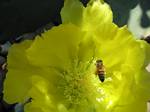 Bee in Flower, Bandera, Texas - May 05, 2006