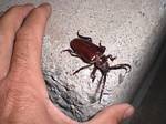 Beetle found Near Glenwood Spring, Colorado - 08-23-2008