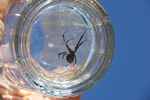 Black Widow spider by Roger Wendell - 10-20-2014