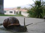 Snail Found at my Brother's House in California - 03-18-2004