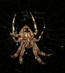 Randy Wendell, underside of a spider, Blue Ridge Parkway, Virginia - September 2009