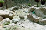 Rock Hyrax on Mt. Kenya by Roger J. Wendell - January 2003