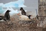 Antarctica Adventure by Roger J. Wendell - January and Feburary 2011