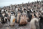 Antarctica Adventure by Roger J. Wendell - January and Feburary 2011