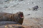 Antarctica Adventure by Roger J. Wendell - January and Feburary 2011