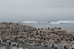 Antarctica Adventure by Roger J. Wendell - January and Feburary 2011