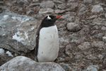 Antarctica Adventure by Roger J. Wendell - January and Feburary 2011