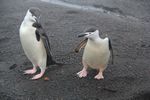 Chinstrap Penguins at Whalers Bay, Antarctica by Roger J. Wendell - 01-31-2011