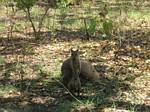 Wallabies at Kakadu National Park - November, 2005