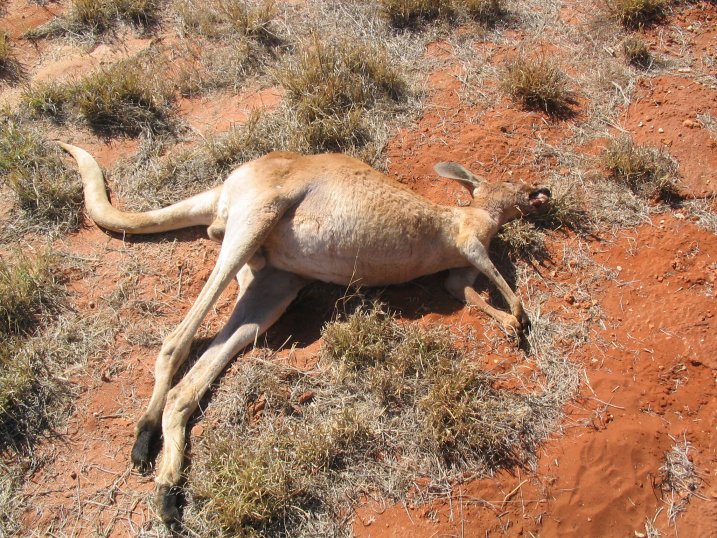 http://www.rogerwendell.com/images/australiatwo/kangaroo_dead.jpg