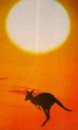 Kangaroo Sunset