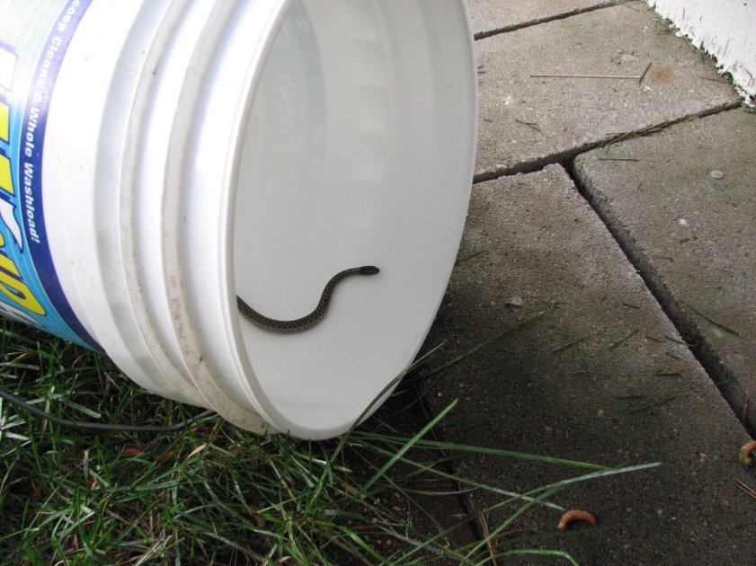 snake_leaving_bucket_06-09-2007.jpg