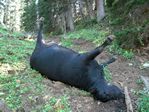 Dead Cow near Capitol Peak, Colorado by Roger J. Wendell - 08-08-2009