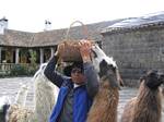 Ramos and the Llamas at San Agustin de Callo - near Quitio, Ecuador - January, 2006