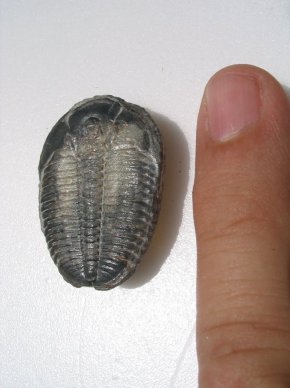 A 450 Million Year Old Trilobite from the Collection of Roger J. Wendell - 09-04-2006