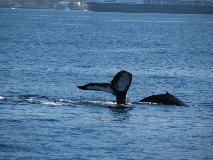 Pictures Of Whales Mating. Humpback Whale, Auau Channel,