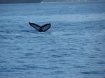 Humpback Whale photographed by Roger J. Wendell off Māui, Hawai'i - February 2007