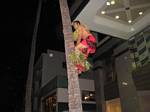 Waikiki palm tree climber, O'ahu, Hawai'i - February 2007