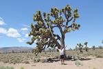 Roger Wendell and a Joshua Tree at Death Valley - 06-08-2011