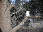 Snow Cairn on the Mesa Trail, Boulder, Colorado - 01-01-2011