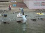 Ganges River at Varanasi, India, by Roger J. Wendell - December 4th & 5th, 2008