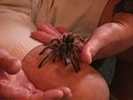 Spider at Colorado's Butterfly Pavillion - 08-23-2002