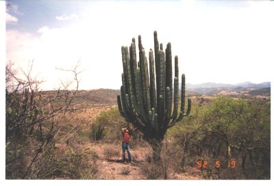 Karel and the Cactus