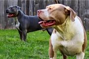 Tennessee Pit Bulls - 2022