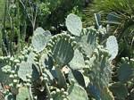 Alamo Cactus, Texas - May, 2006