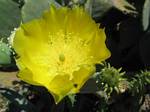 Alamo Cactus Flower, Texas - May, 2006