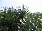 Alamo Cactus Garden, Texas - May, 2006