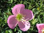 Flower in Bandera, Texas - May, 2006