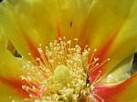 Flower and Insect in Bandera, Texas - May, 2006