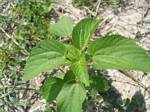 Plant in Bandera, Texas - May, 2006