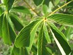 Plant in Bandera, Texas - May, 2006