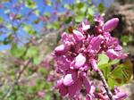 Grand Canyon Flower - 04-20-2006