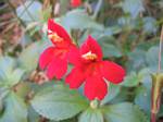 Grand Canyon Flower - 04-20-2006