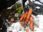 Goat leaf composting on Cherryvale Road, Boulder, Colorado by Barbara Jane Miller - 2009