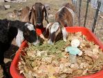 Goat leaf composting on Cherryvale Road, Boulder, Colorado by Barbara Jane Miller - 2009