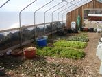 Goat leaf composting on Cherryvale Road, Boulder, Colorado by Barbara Jane Miller - 2009