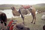 The camels we used at Lake Karakul, Xinjian, China - 2001