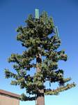 Goofy Cellular Tower Tree Disguise near the Interstate 70 Hogback Road Cut - 02-28-2009