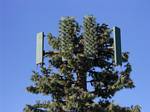 Goofy Cellular Tower Tree Disguise near the Interstate 70 Hogback Road Cut - 02-28-2009