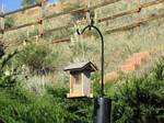 Our backyard bird feeder - May 31, 2006