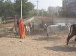 Asharam Bapu's Goshala, womens dairy near Jaipur, India by Roger J. Wendell - November 27, 2008