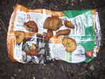Sun Chip bag compost experiment by Amber - 10-30-2010