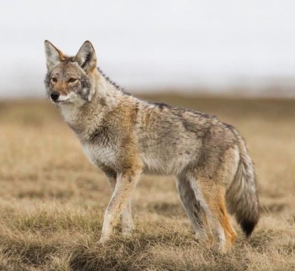 Coyote